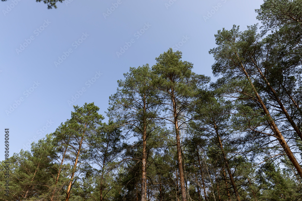 tall old pines with long green needles, tops tall old pines with long green needles, tops