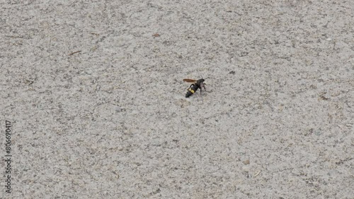 Wasp is walking on the ground photo