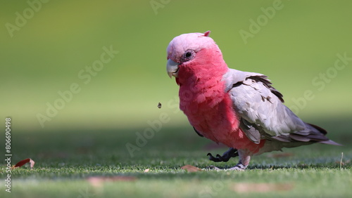 Colorful Galah cockatoo pulling out and feeding on juicy new grass growth photo