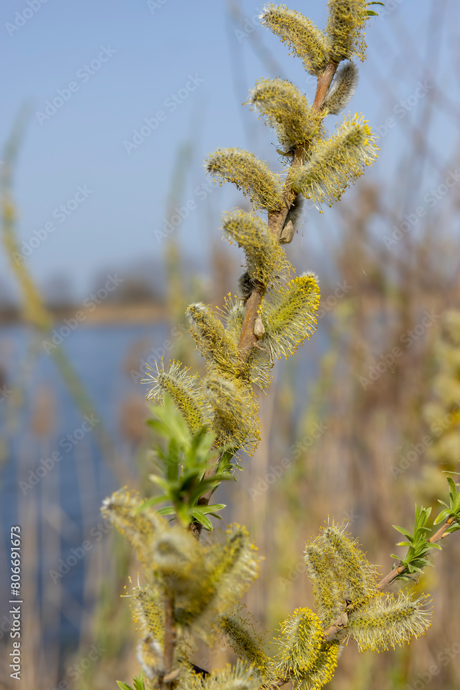 Naklejka premium willow branches during flowering against a blue sky