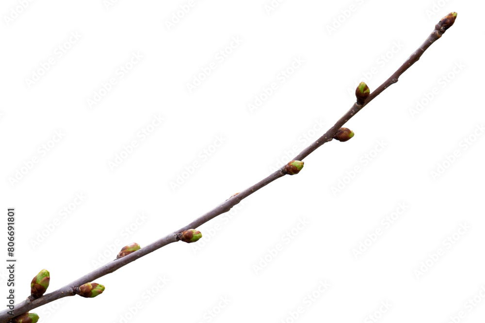 Isolated young buds on a tree branch