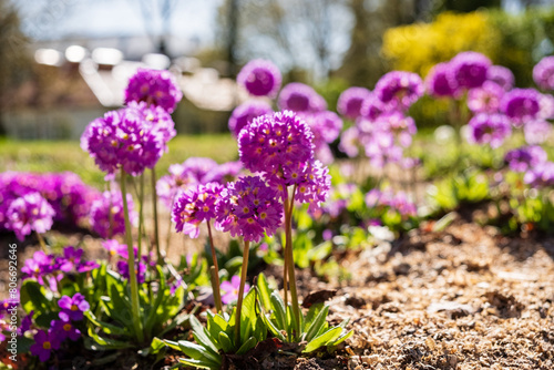 pink primroses in the garden