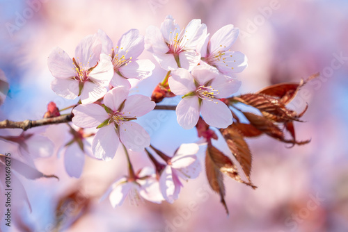 Cherry plum, Prunus cerasifera blooming in pinkish blooms during spring in Estonian nature photo