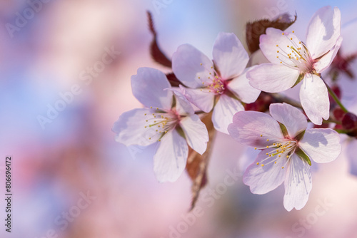 Cherry plum, Prunus cerasifera blooming in pinkish blooms during spring in Estonian nature