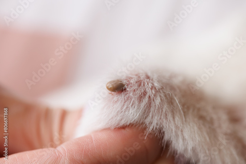 tick on an animal dog or cat, tick bite close up, selective focus photo