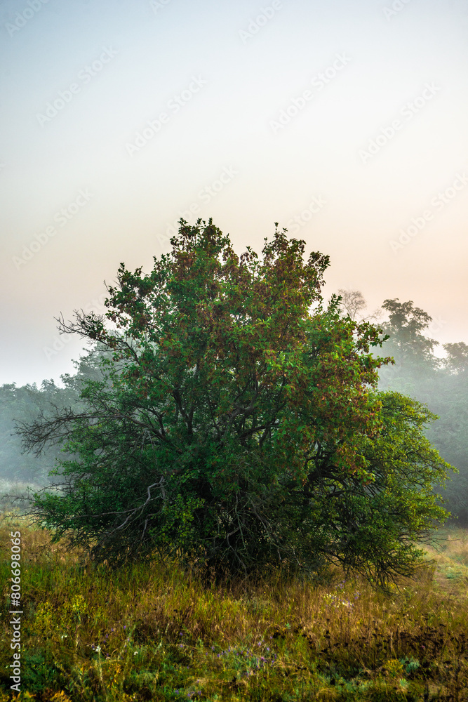 Obraz premium Fog in early morning at summer . Green field and forest , early sunrise without sun . Fogge blue houre . Beautiful trees on field . Summer landscapes . Hunting road in the field 