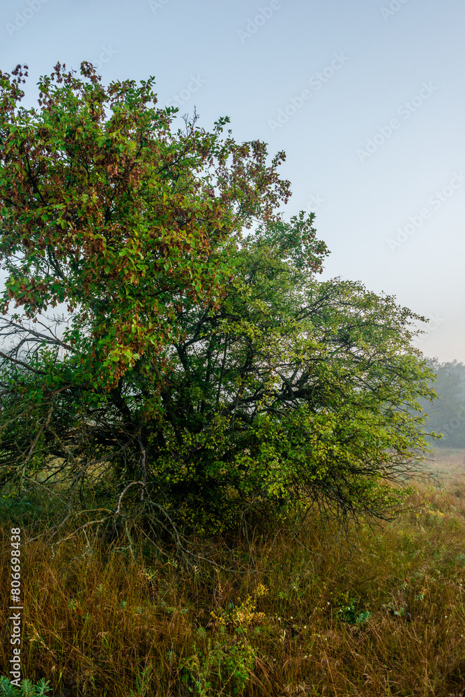 Obraz premium Fog in early morning at summer . Green field and forest , early sunrise without sun . Fogge blue houre . Beautiful trees on field . Summer landscapes . Hunting road in the field 