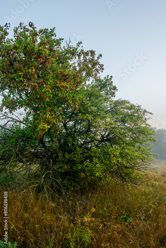 Fog in early morning at summer . Green field and forest , early sunrise without sun . Fogge blue houre . Beautiful trees on field . Summer landscapes . Hunting road in the field  photo