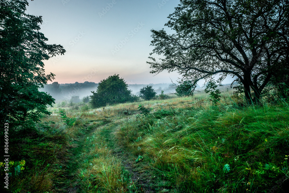 Fog in early morning at summer . Green field and forest , early sunrise without sun . Fogge blue houre . Beautiful trees on field . Summer landscapes . Hunting road in the field 