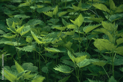 Fresh nettle leaves. Thickets of nettles. Medicinal plant. Green leaves background. © Leka