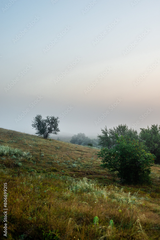 Fog in early morning at summer . Green field and forest , early sunrise without sun . Fogge blue houre . Beautiful trees on field . Summer landscapes . Hunting road in the field Fog in early morning at summer . Green field and forest , early sunrise without sun . Fogge blue houre . Beautiful trees on field . Summer landscapes . Hunting road in the field