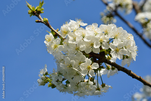 Sweet cherry branch with flowers
