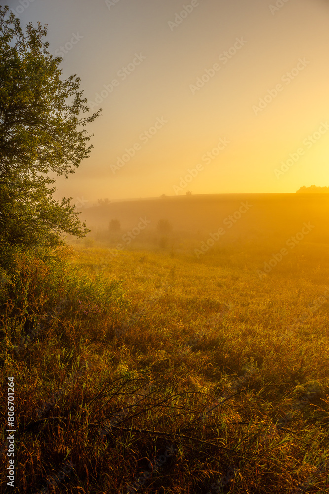 Obraz premium Red sunrise over the forest . Foggy morning at summer . Golden lights through the trees of forest . Green leaves and grass. Morning in forest . Golden sunrise 