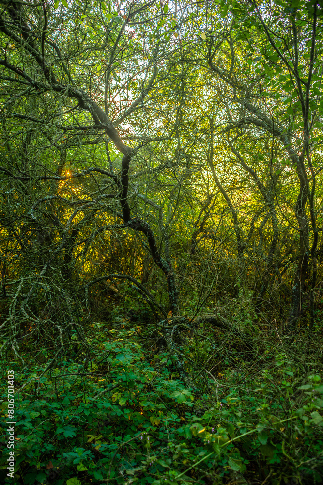 Red sunrise over the forest . Foggy morning at summer . Golden lights through the trees of forest . Green leaves and grass. Morning in forest . Golden sunrise 