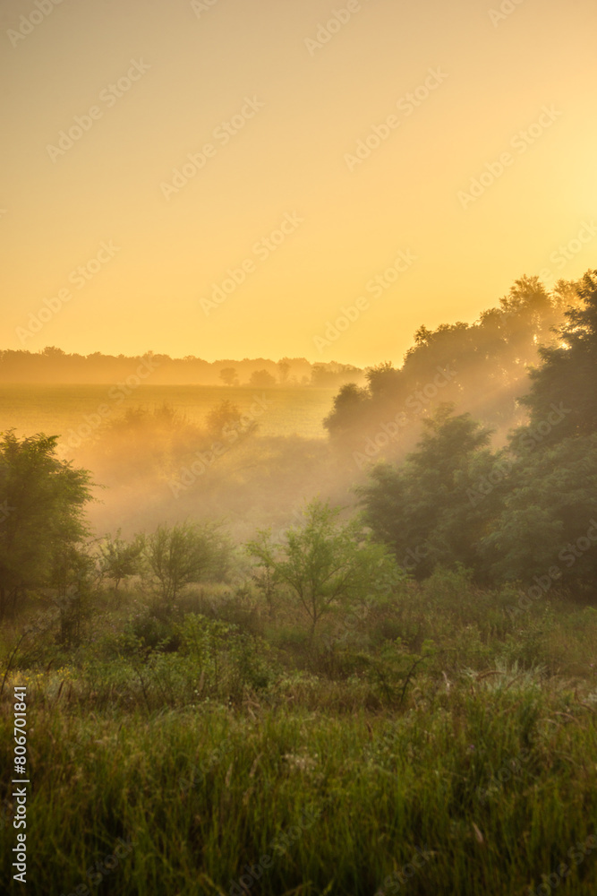 Red sunrise over the forest . Foggy morning at summer . Golden lights through the trees of forest . Green leaves and grass. Morning in forest . Golden sunrise 