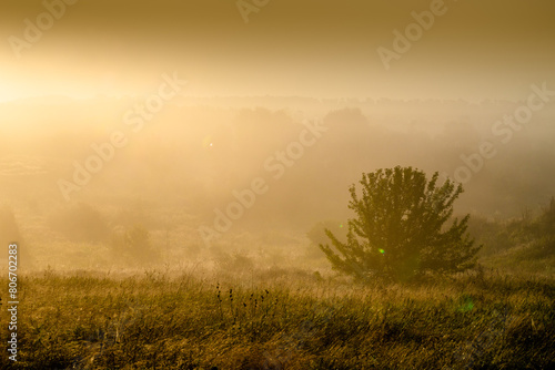 Fog over the field at summer . Green forest and lights of sun at the morning . Foggy morning over the woods and forest . Green trees and grass
