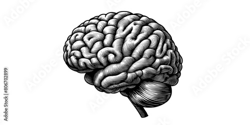 Engraving brain vector illustration on white BG