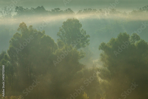 Fog over the field at summer . Green forest and lights of sun at the morning . Foggy morning over the woods and forest . Green trees and grass