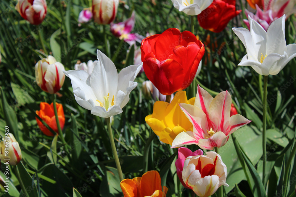 Verschiedene Tulpen Verschiedene Tulpen