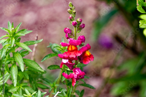 Beautiful blooming red and yellow flower Snapdragons Antirrhinum Australe Rothm. with defocus background on a spring day. Photo taken May 5th, 2024, Zurich, Switzerland.