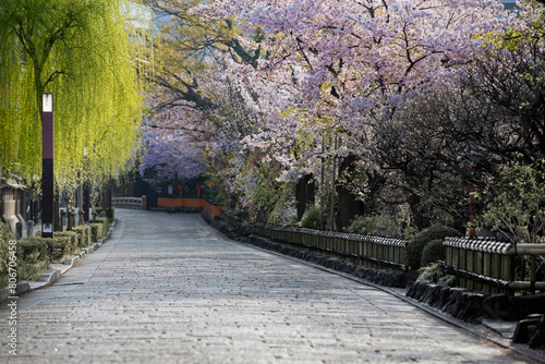 春の京都、祇園白川