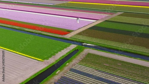 Wide aerial of person kitesurfing on canal by vast tulip flower fields