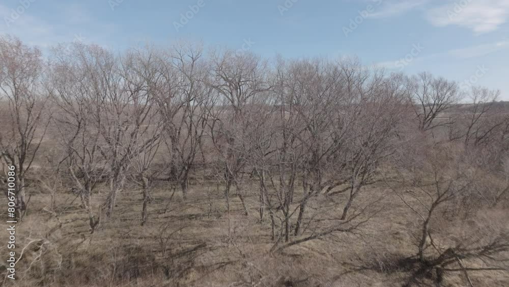 Aerial shot going past trees to reveal a vast and golden rural region in America Aerial shot going past trees to reveal a vast and golden rural region in America