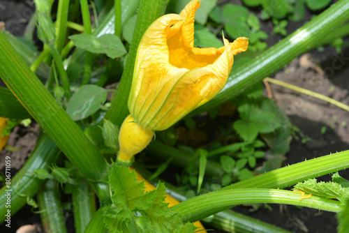 Squash blossom. Pumpkin flower in home veges garden. Pumpkin blossom can be consumed raw in salads, steamed, cooked with other vegetables. photo
