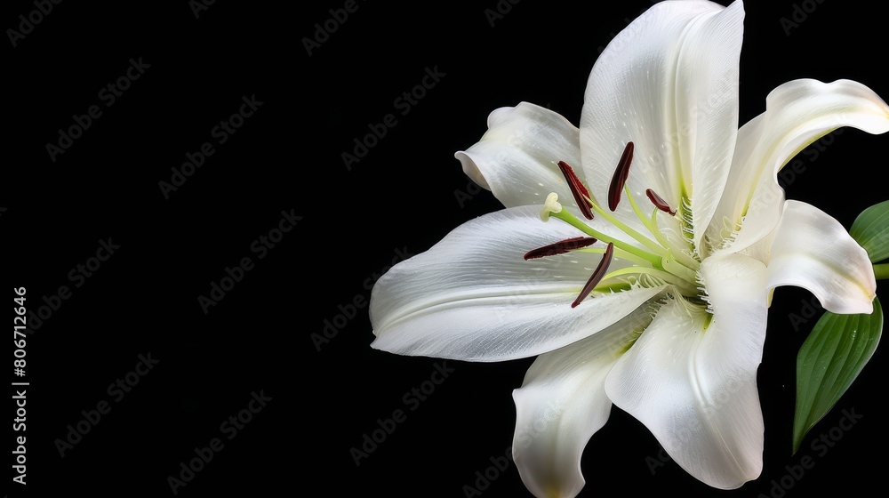 Fototapeta premium Elegant contrast white lily against black backdrop, timeless beauty, Ai Generated