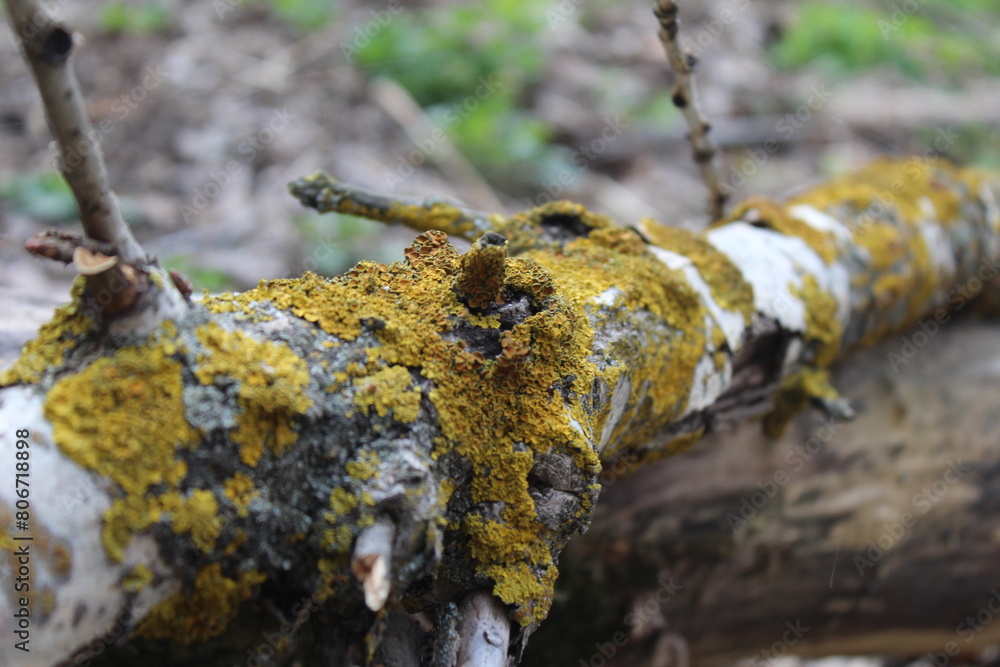 Obraz premium moss on the tree