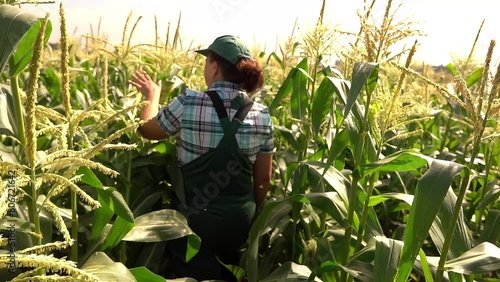 Female farmer is walking on the corn field and examining corn stems . High quality 4k footage