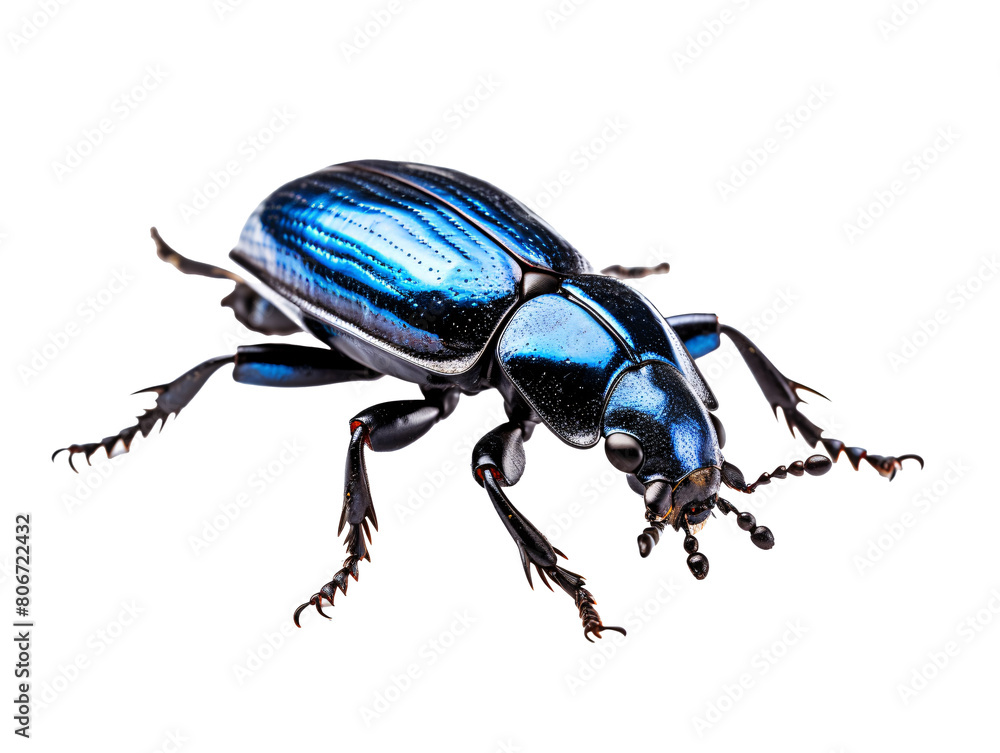 Naklejka premium a close up of a blue bug