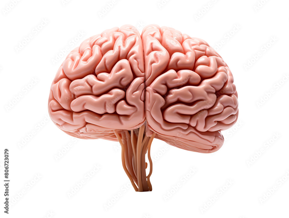 a human brain with multiple veins a human brain with multiple veins