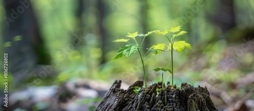 Young tree seedlings grow from old trees that have been cut in the forest photo