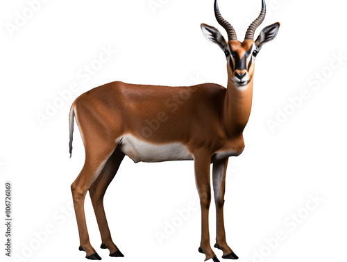 a close up of an animal