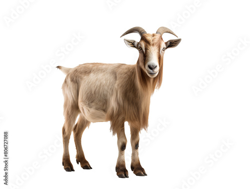 a goat with horns standing