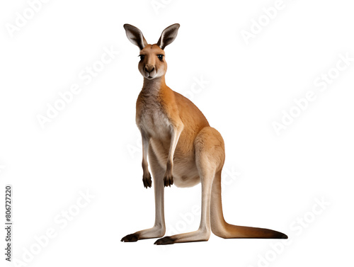 a kangaroo standing on its hind legs