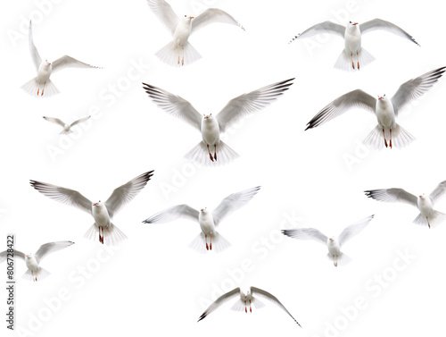 a group of white birds flying photo