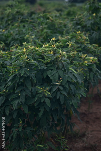 pigeon pea or tuvar beans vegetable on plant with flower photo