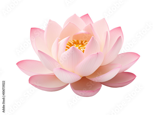 a pink and white flower