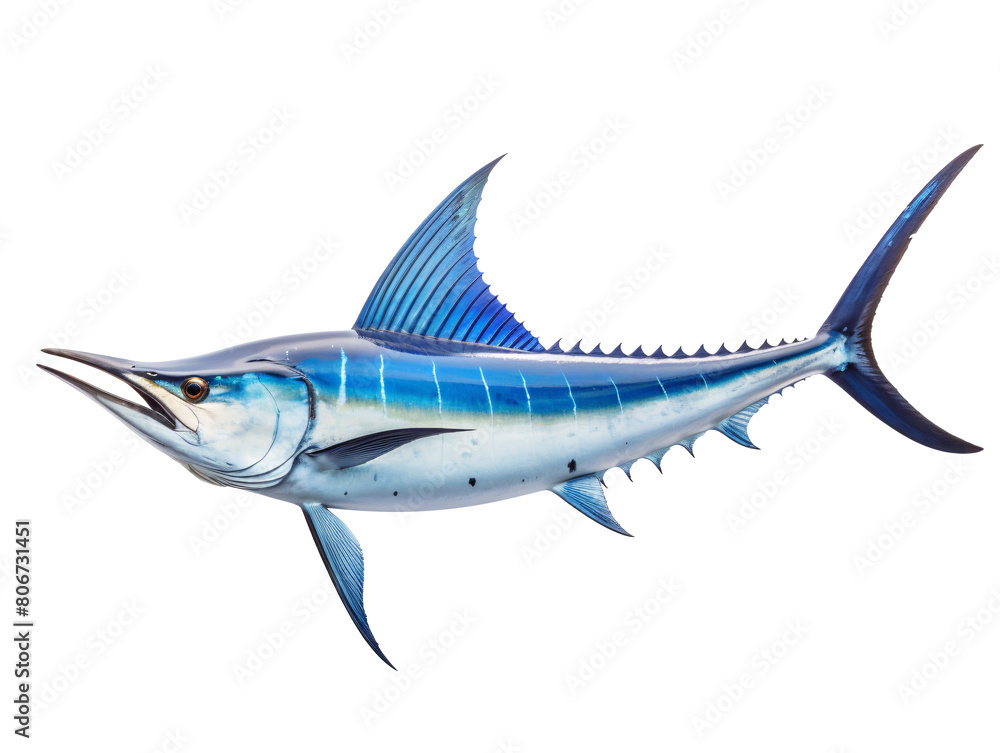 Fototapeta premium a blue fish with a long tail