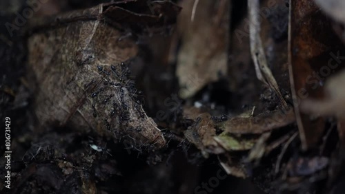4k close up video footage of Black Ants workers migrate from one place to another on the ground in the tropical forest. Ants colony activity. World Environment Day and Conservation Day concept.