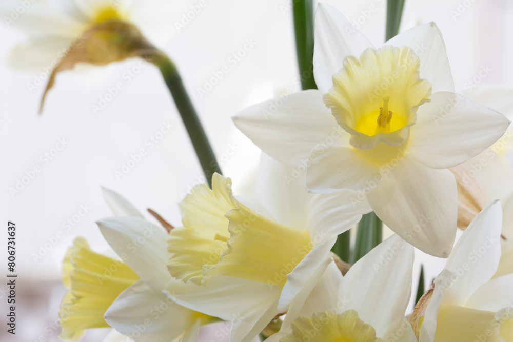 Fototapeta premium Flowers in my garden