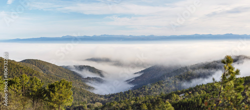 Plaine des Maures Sous la brume,  golfe de St Tropez Var , France