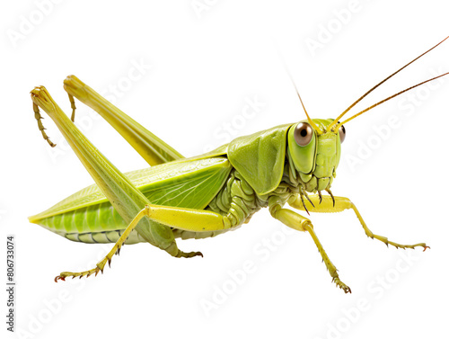 a close up of a grasshopper