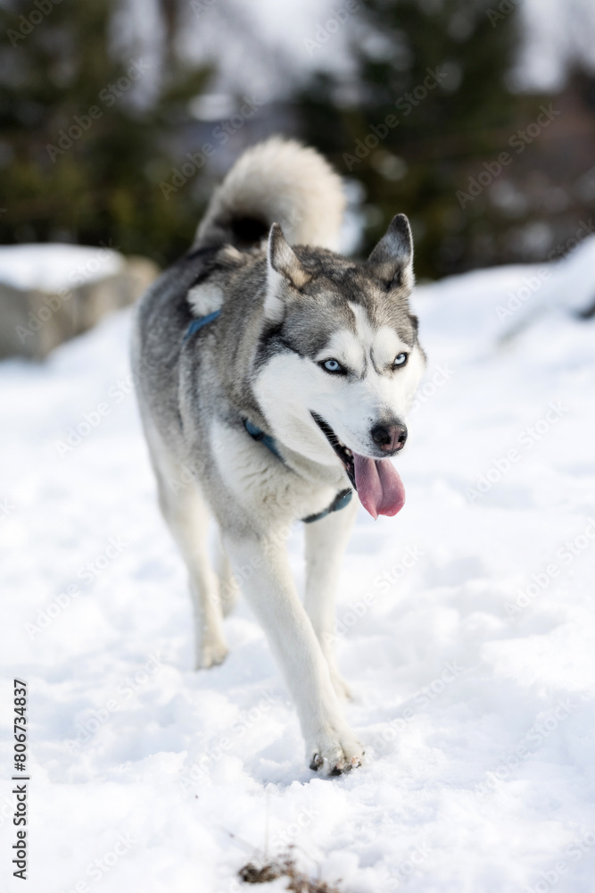 Siberian Husky dog smiling, winter forest