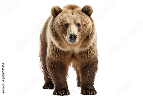 a bear standing on a white background