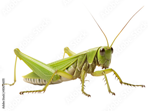 a close up of a grasshopper