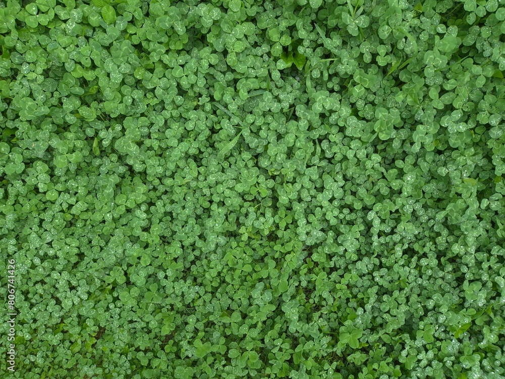 a picture of a four-leaf clover from above a picture of a four-leaf clover from above