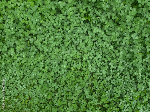 a picture of a four-leaf clover from above